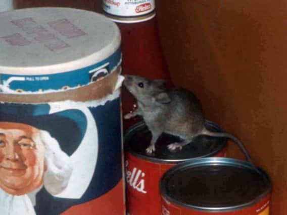 House mice may be spreading resistant superbugs