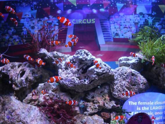 Staff at SEA LIFE Blackpool have conjured up an aquatic tribute for World Circus Day...an underwater Big Top for the clown fish!