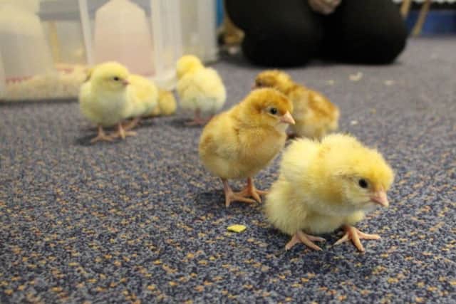 Reception pupils at Revoe Learning Academy in Blackpool are caring for chicks