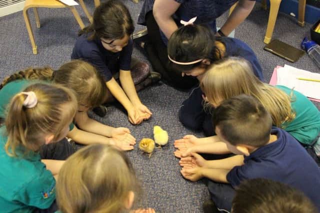 Youngsters at Revoe Learning Academy in Blackpool with two of the chicks that have hatched at the school