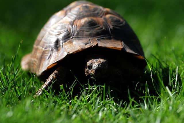 Tortoise Dorian Gray is looking for a new home