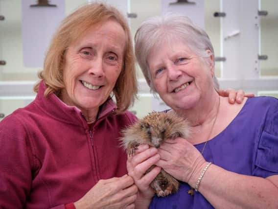 Jean Turner and Viv Critchley with Horace the hedgehog, just one of many the dedicated pair have rescued