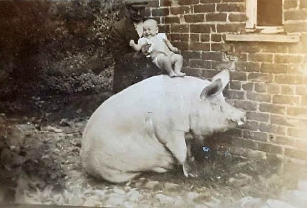 1935 a young Fred Jenkinson of Eagland Hill being introduced to the family pig