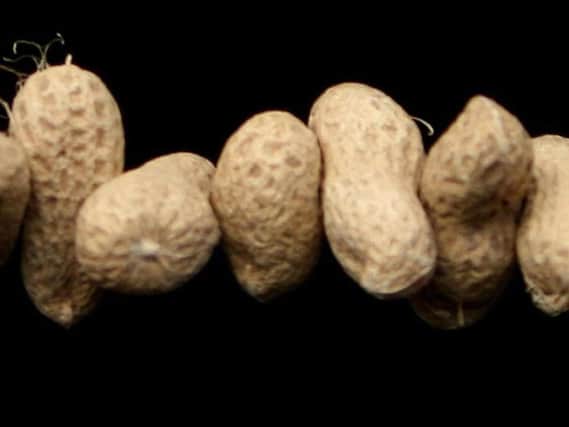 Peanut allergies are among the most common food allergies in children