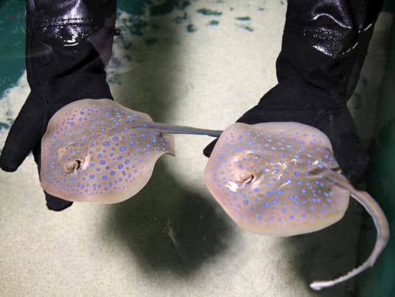 Twin baby Rays at SEA LIFE Blackpool. Picture: Jason Lock