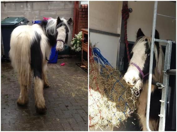 Melvin when he was found in a back yard in Stoke, and below enjoying life at Penny Farm in Blackpool