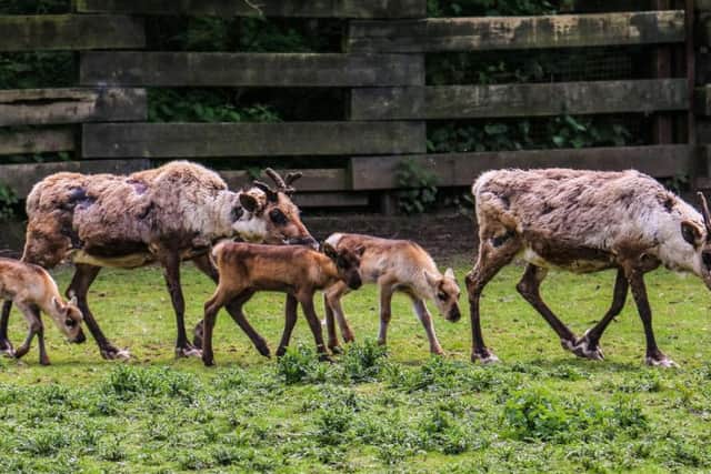 Some of the new additions to the reindeer herd at Blackpool Zoo