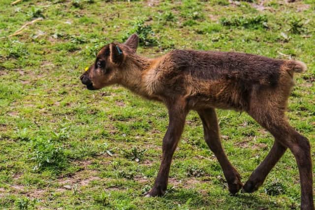 And he's off - a new reindeer calf at Blackpool Zoo