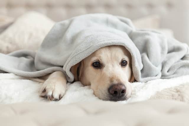 Dog owners are being warned about the spread of an unpleasant bug, which can cause vomiting, diarrhoea and blood in stools (Photo: Shutterstock)