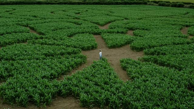 Great Yorkshire Maze.