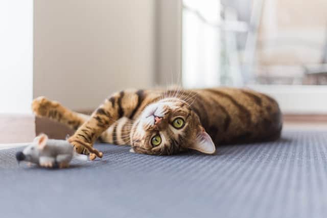 Just five or ten minutes of play per day was found to reduce hunting by pet cats. (Photo: Shutterstock)