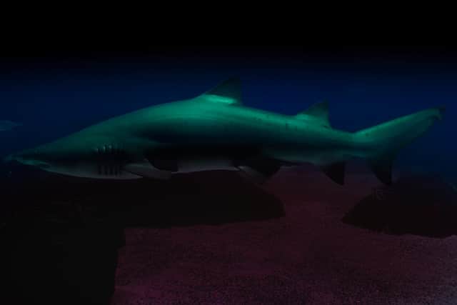 The sharks were discovered off the coast of New Zealand (Photo: Shutterstock)